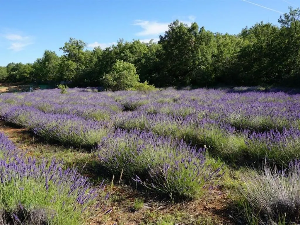 La Buisse Bed & Breakfast Simiane-la-Rotonde 4*,  France
